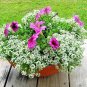 2001+DWARF SWEET ALYSSUM Flower Seeds "CARPET OF SNOW" Groundcover/Containers