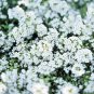 2001+DWARF SWEET ALYSSUM Flower Seeds "CARPET OF SNOW" Groundcover/Containers