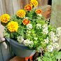 2001+DWARF SWEET ALYSSUM Flower Seeds "CARPET OF SNOW" Groundcover/Containers