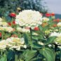 300+ZINNIA "POLAR BEAR" Seeds Double 4"-5" White Flowers Blooms Summer into Fall