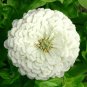 300+ZINNIA "POLAR BEAR" Seeds Double 4"-5" White Flowers Blooms Summer into Fall