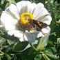300+ZINNIA "POLAR BEAR" Seeds Double 4"-5" White Flowers Blooms Summer into Fall