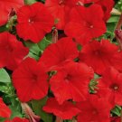 2001+ "FIRE CHIEF" DWARF PETUNIA Flower Seeds Garden/Containers Hanging Baskets