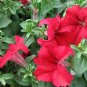 2001+ "FIRE CHIEF" DWARF PETUNIA Flower Seeds Garden/Containers Hanging Baskets