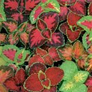 501+COLEUS RAINBOW MIX Flower Seeds Shade Garden Patio Container Houseplant