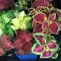 501+COLEUS RAINBOW MIX Flower Seeds Shade Garden Patio Container Houseplant