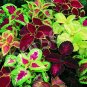 501+COLEUS RAINBOW MIX Flower Seeds Shade Garden Patio Container Houseplant