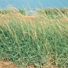 500+SIDEOATS GAMMA Seeds Native Prairie Tall Grass Clumping Ornamental Perennial