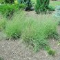 500+SIDEOATS GAMMA Seeds Native Prairie Tall Grass Clumping Ornamental Perennial