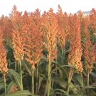 100+ROX ORANGE SWEET Seeds Sorghum Organic Non-Gmo WACONIA Natural Syrup/Sugar