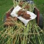 100+ROX ORANGE SWEET Seeds Sorghum Organic Non-Gmo WACONIA Natural Syrup/Sugar