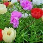 501+PORTULACA (ROSE MOSS) DOUBLES MIX Flower Seed Long Bloomer Garden/Container.