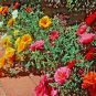 501+PORTULACA (ROSE MOSS) DOUBLES MIX Flower Seed Long Bloomer Garden/Container.