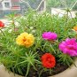 501+PORTULACA (ROSE MOSS) DOUBLES MIX Flower Seed Long Bloomer Garden/Container.