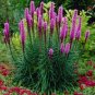 150+ MARSH BLAZING STAR Seeds Gay-Feather American Native Wildflower Butterflies