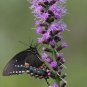 150+ MARSH BLAZING STAR Seeds Gay-Feather American Native Wildflower Butterflies