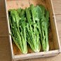 600+ITALIAN DANDELION Seeds Non-Gmo Organic Chicory Endive Gourmet Salad Greens