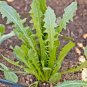 600+ITALIAN DANDELION Seeds Non-Gmo Organic Chicory Endive Gourmet Salad Greens