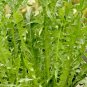 600+ITALIAN DANDELION Seeds Non-Gmo Organic Chicory Endive Gourmet Salad Greens