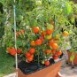 26+PATIO BUSH TOMATO Seeds 5 oz Fruits 24"Plant Garden Hanging Baskets Container