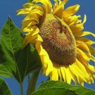 70+MAMMOTH BLACK RUSSIAN SUNFLOWER Seeds Organic HUGE 11ft Plant GIANT15" Flower