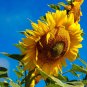 70+MAMMOTH BLACK RUSSIAN SUNFLOWER Seeds Organic HUGE 11ft Plant GIANT15" Flower