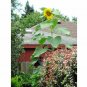 70+MAMMOTH BLACK RUSSIAN SUNFLOWER Seeds Organic HUGE 11ft Plant GIANT15" Flower