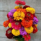 300+GIANT CALIFORNIA ZINNIA MIX Flower Seeds 5" Blooms 7 COLORS Butterfly Garden