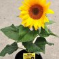 40+SUNSPOT DWARF SUNFLOWER Seeds Native Wildflower Butterflies Garden/ Seeds USA Seller