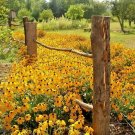 1/2 oz=40,000+BLACK EYED SUSAN Seeds American Native Wildflower Butterflies Bulk