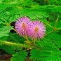 60+LITTLELEAF SENSITIVE BRIAR PLANT Flower Seeds"Touch Me Not" Native Wildflower