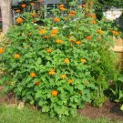 125+MEXICAN SUNFLOWER Seeds Hummingbirds Butterflies Bee's Blooms to Late Fall