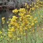 100+SWAMP SUNFLOWER Seeds Clumping Perennial Native Wildflower Salt Tolerant
