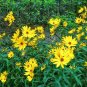 100+SWAMP SUNFLOWER Seeds Clumping Perennial Native Wildflower Salt Tolerant
