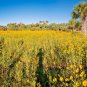 100+SWAMP SUNFLOWER Seeds Clumping Perennial Native Wildflower Salt Tolerant