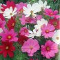1OZ=4000+DWARF COSMOS MIX Flower Seeds 24"-30" Tall Pinks Fuchsia Reds White