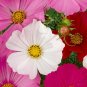 1OZ=4000+DWARF COSMOS MIX Flower Seeds 24"-30" Tall Pinks Fuchsia Reds White