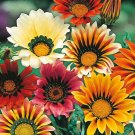 101+GAZANIA SPLENDENS MIX Seeds 8"Groundcover Red Yellow Orange White Pink EASY
