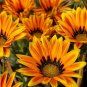 101+GAZANIA SPLENDENS MIX Seeds 8"Groundcover Red Yellow Orange White Pink EASY