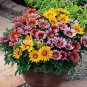 101+GAZANIA SPLENDENS MIX Seeds 8"Groundcover Red Yellow Orange White Pink EASY
