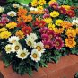 101+GAZANIA SPLENDENS MIX Seeds 8"Groundcover Red Yellow Orange White Pink EASY