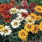 101+GAZANIA SPLENDENS MIX Seeds 8"Groundcover Red Yellow Orange White Pink EASY