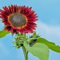 50+RED SUN SUNFLOWER Seeds Long Bloomer 5-6" Cut Flowers Butterflies Bees Birds