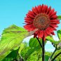 50+RED SUN SUNFLOWER Seeds Long Bloomer 5-6" Cut Flowers Butterflies Bees Birds