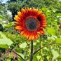 50+RED SUN SUNFLOWER Seeds Long Bloomer 5-6" Cut Flowers Butterflies Bees Birds
