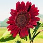 50+RED SUN SUNFLOWER Seeds Long Bloomer 5-6" Cut Flowers Butterflies Bees Birds