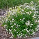 50+NEW JERSEY TEA Seed Organic American Native Shrub/Bush Shade Drought Tolerant