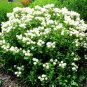 50+NEW JERSEY TEA Seed Organic American Native Shrub/Bush Shade Drought Tolerant
