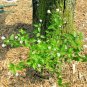 50+NEW JERSEY TEA Seed Organic American Native Shrub/Bush Shade Drought Tolerant