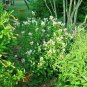 50+NEW JERSEY TEA Seed Organic American Native Shrub/Bush Shade Drought Tolerant